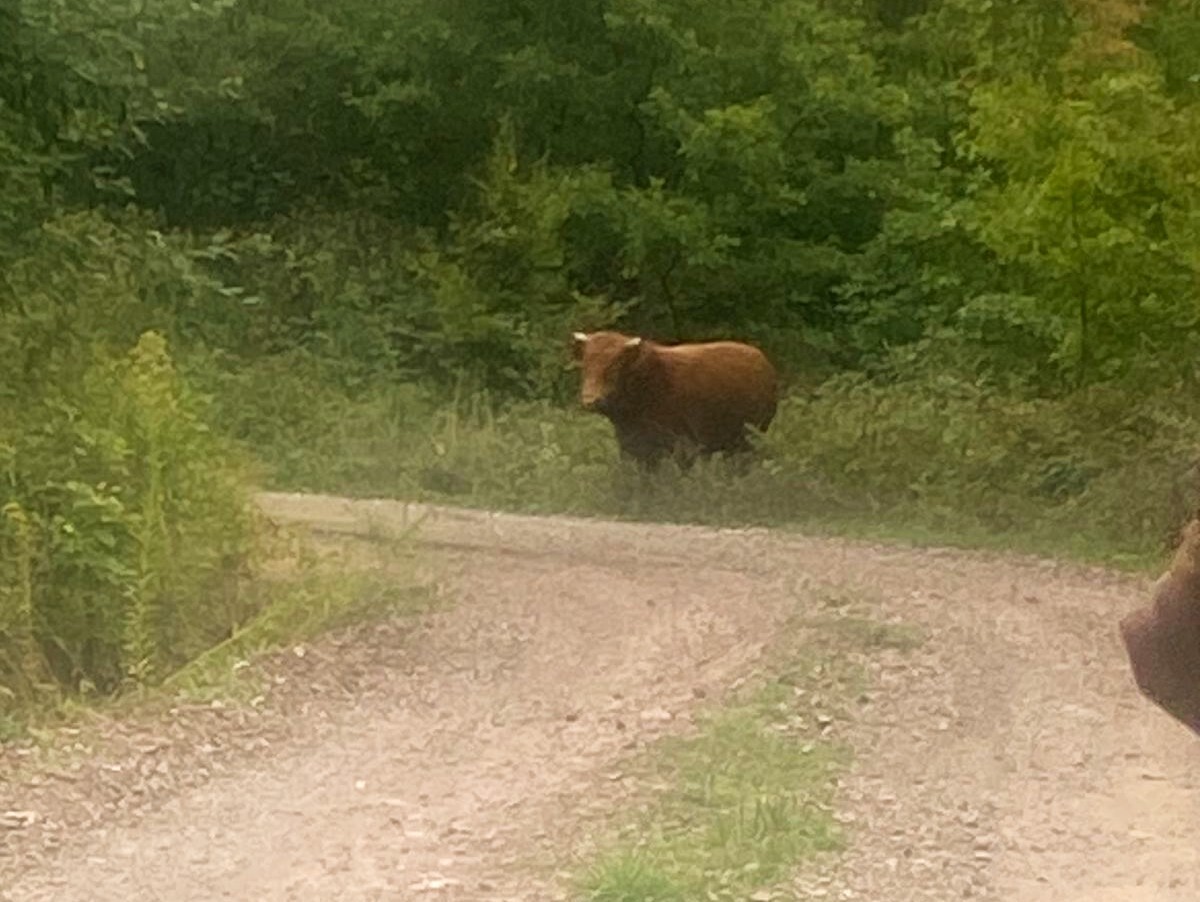 Goveda su svaki dan u selu