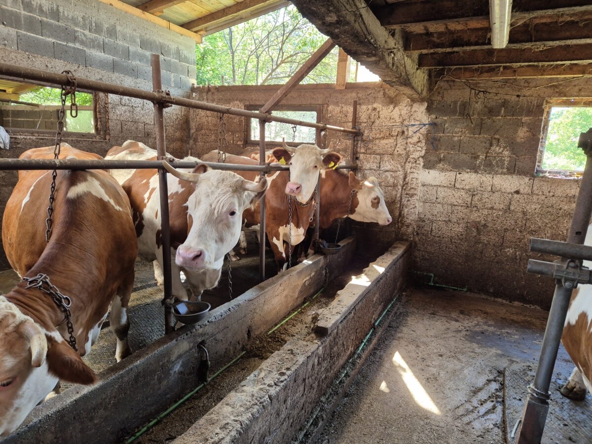 Svaki dan muze 14 krava i mlijeko baca