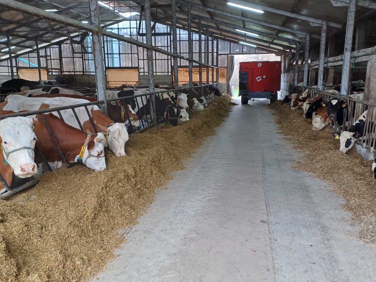 Dnevna proizvodnja kod Đenadije je 1.000 litara mlijeka