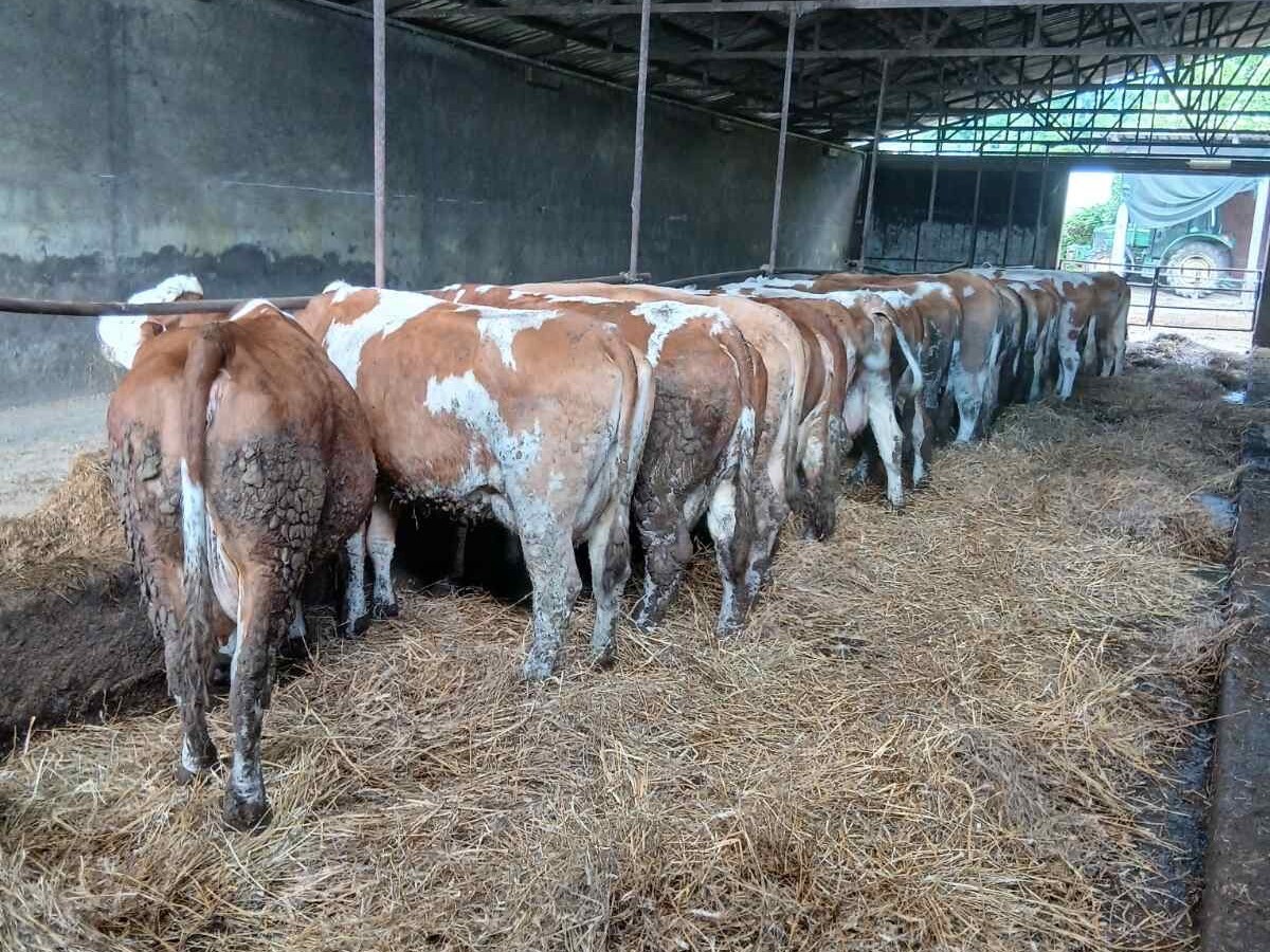 Stotinu grla prodali u Jelah