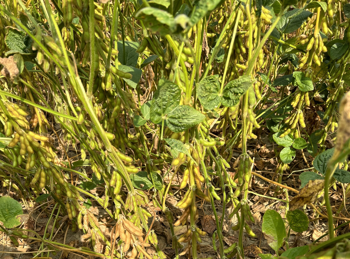 soja, mahune