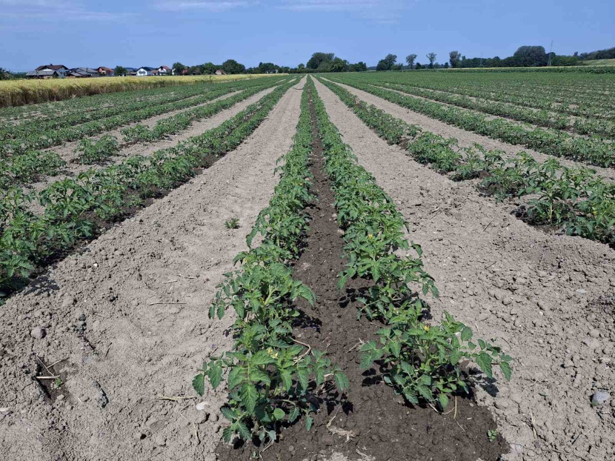 navodnjavanje rajčice