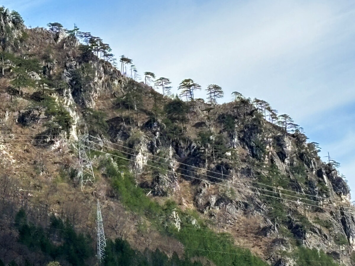 šuma iznad Boračkog jezera