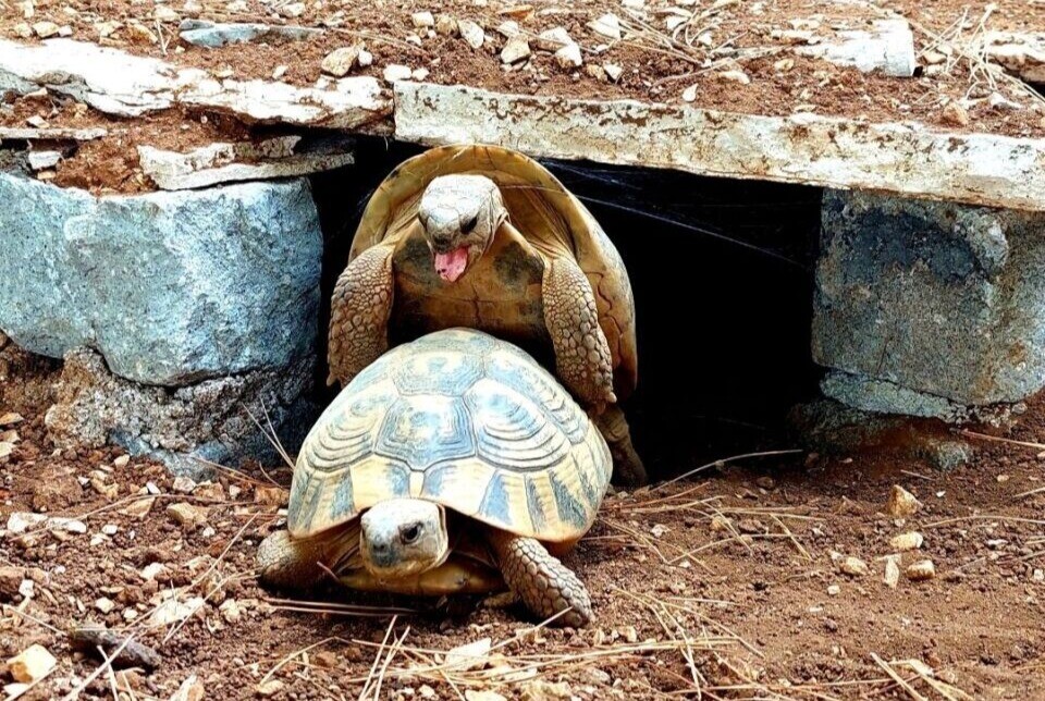 Ljubav je na selu