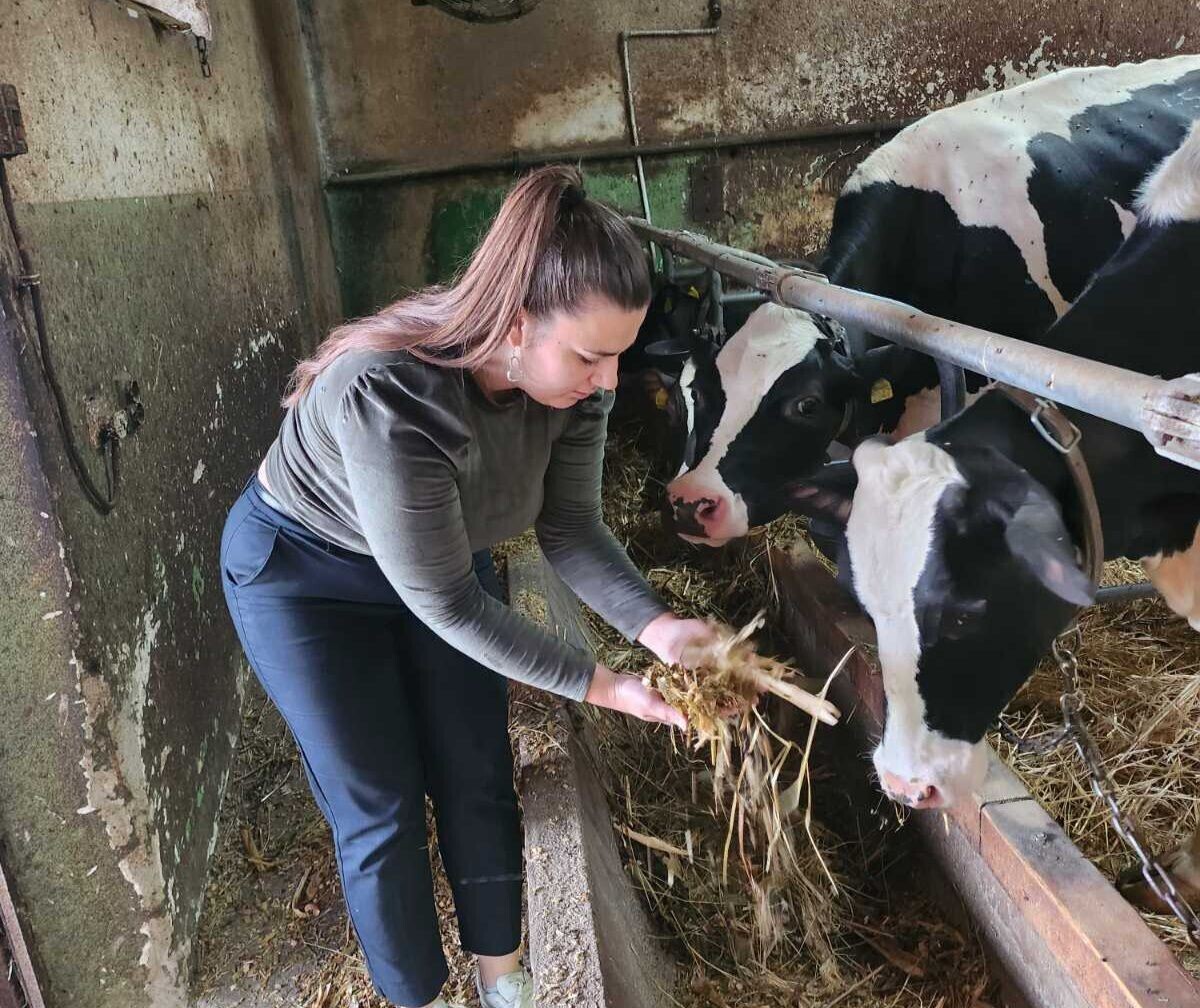 Nadica Simonović sa kravama