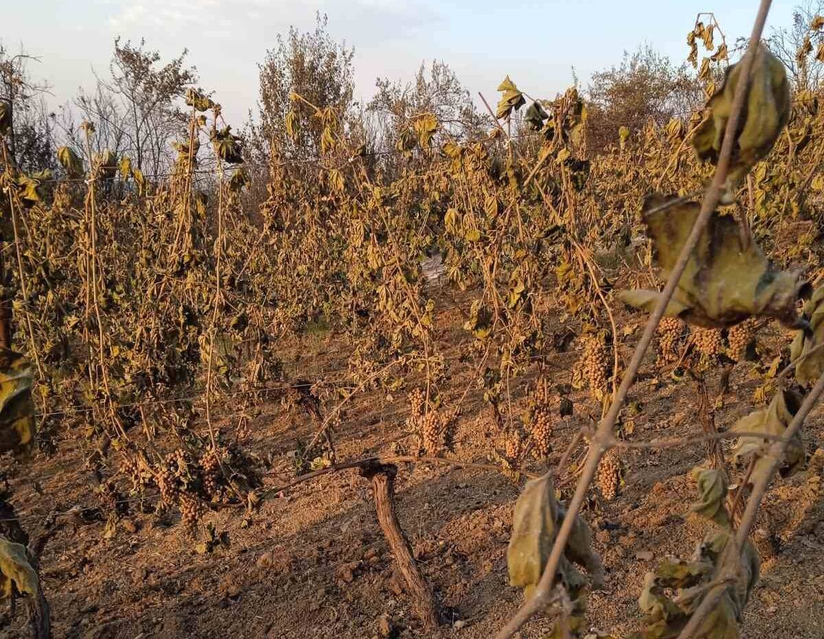 Izgoreo vinograd