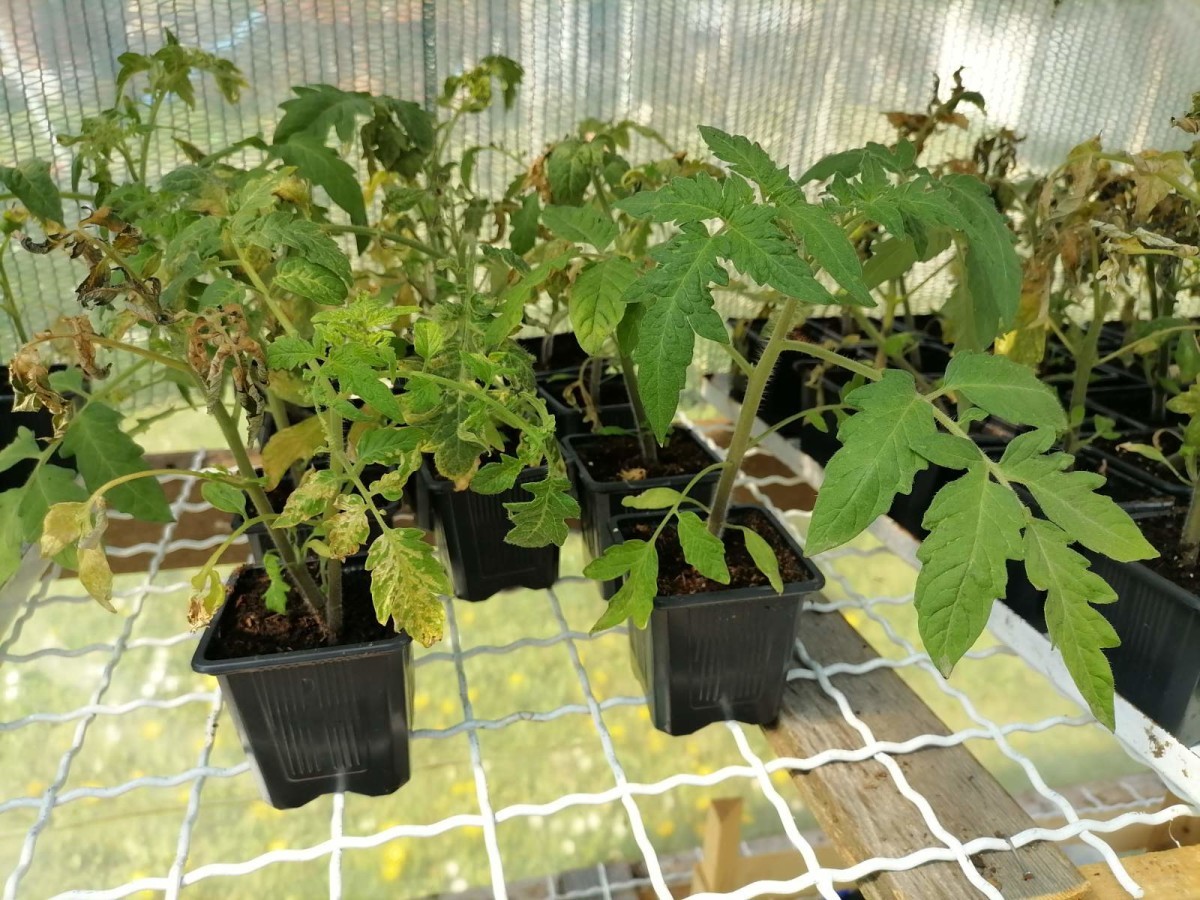 Kako da prepoznamo koja hranljiva materija nedostaje rasadu povrća ...