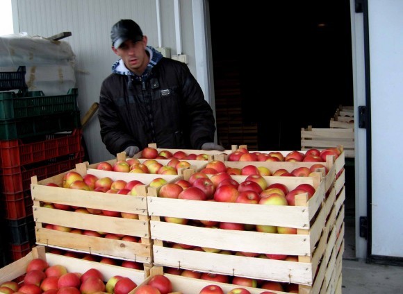 Jabuke iz hladnjače spremne za izvoz