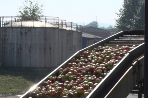 Jabuke stižu u Budimku