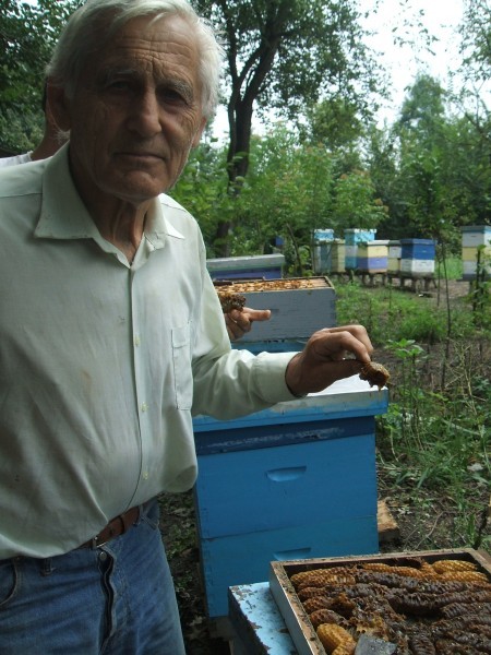 Janoš Hegediš