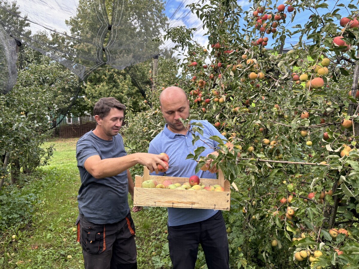 Berba jabuka u voćnjaku