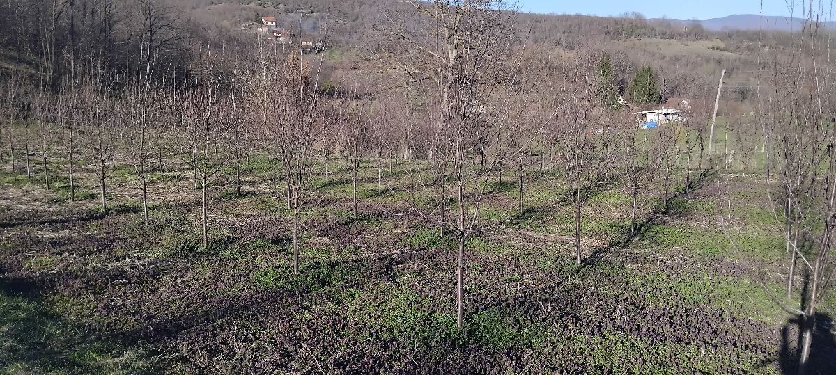 voćnjak mladi