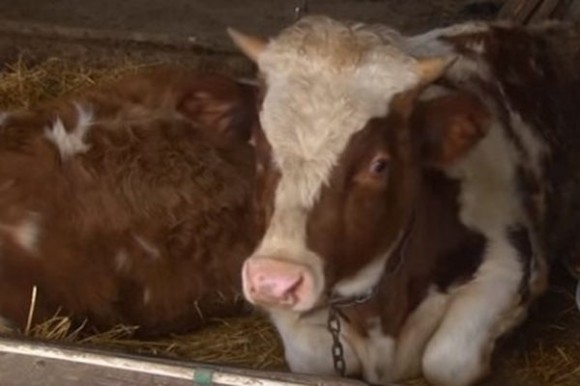 Junica na imanju Topoljski