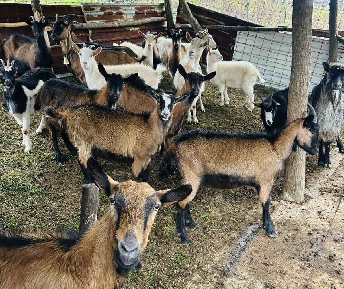 Koze na Farmi Kamberović