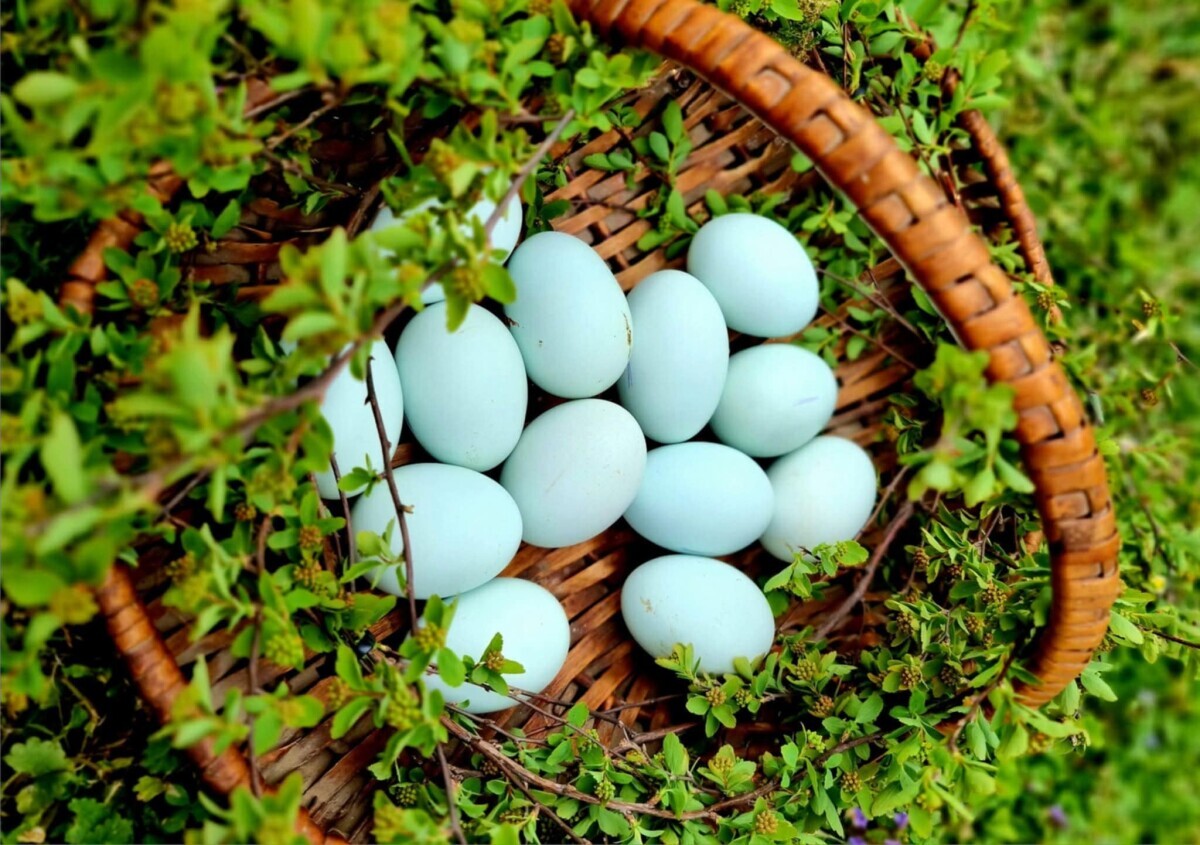 jaja, plava jaja, košara