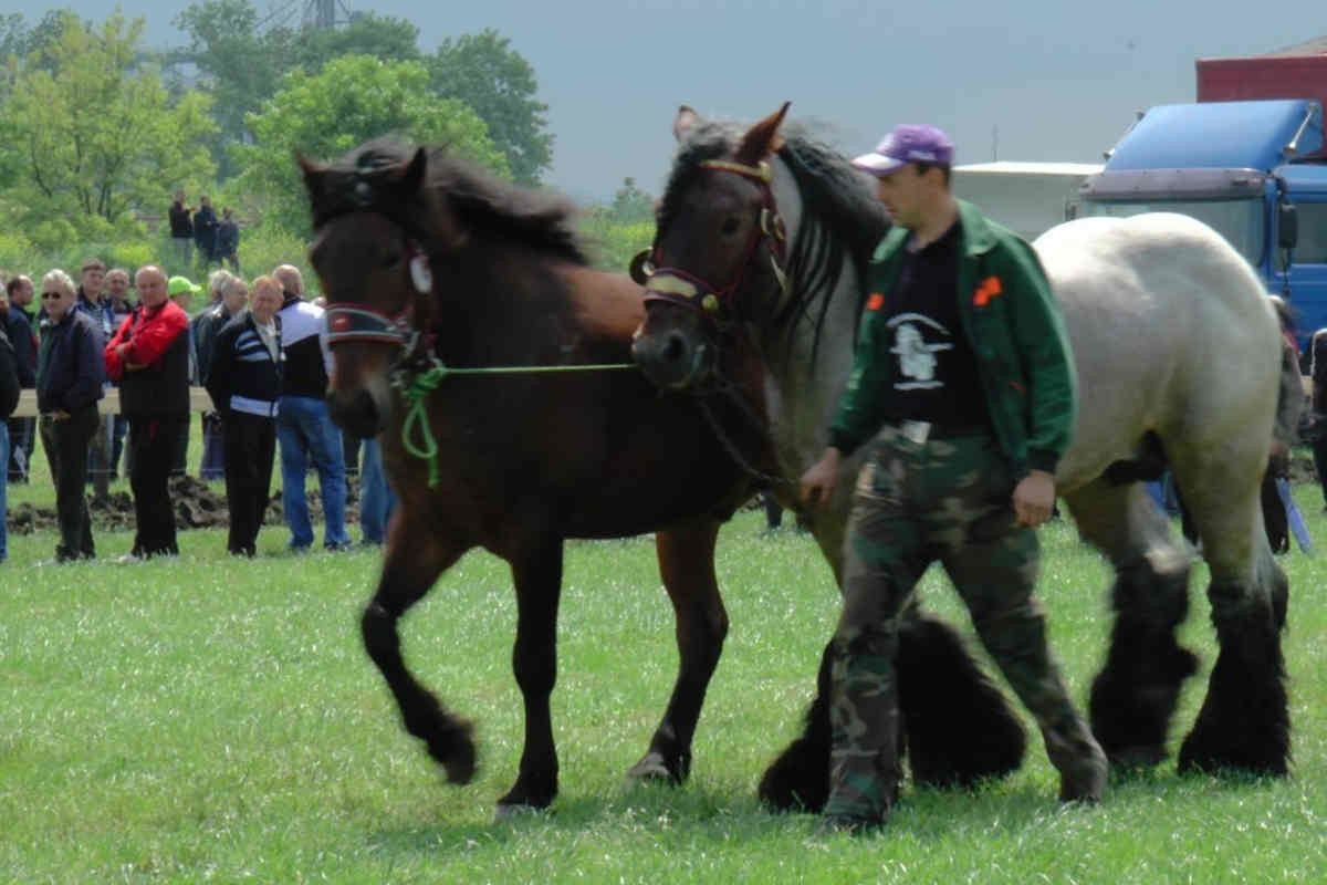 Štraparijada u Rumi