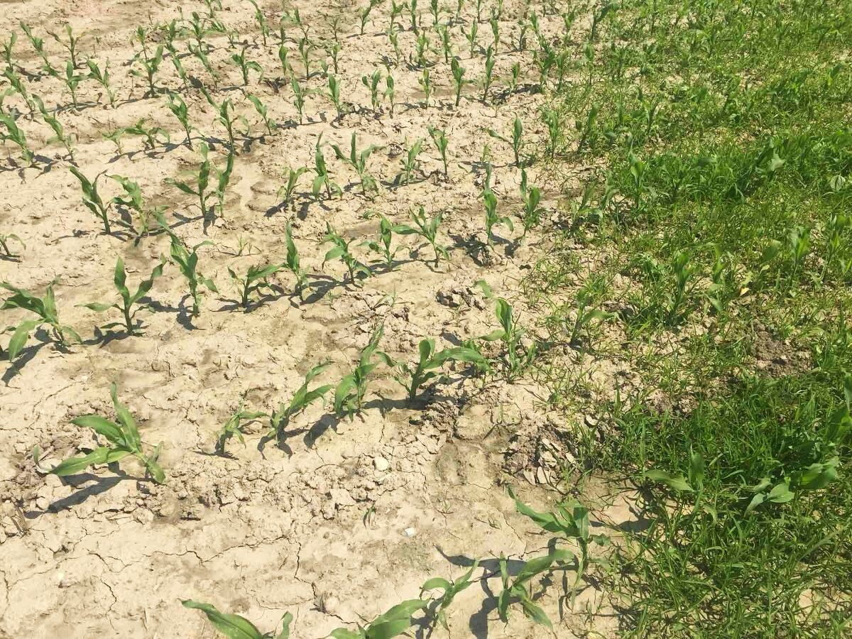 polje, kukuruz, korovi