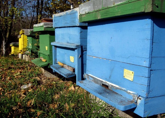 Košnice Božidara Golubovića