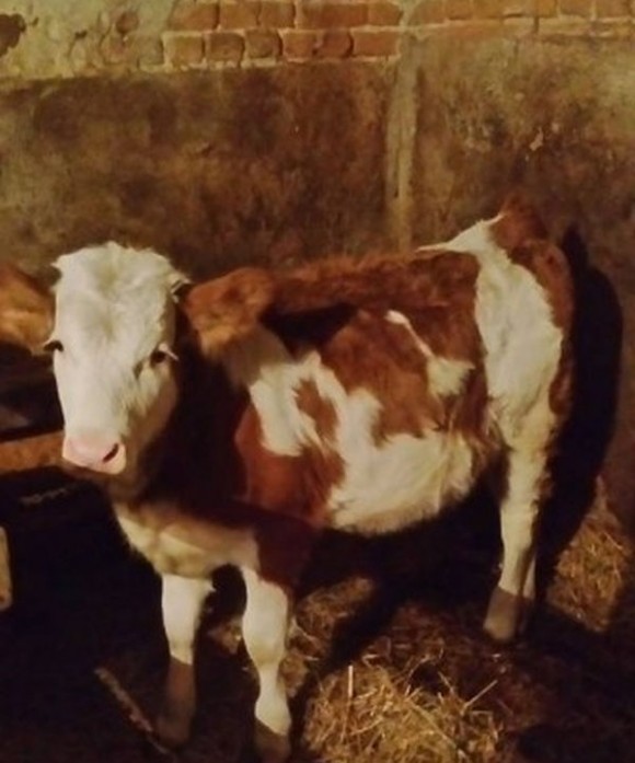 Gazdinstvo Đurđević