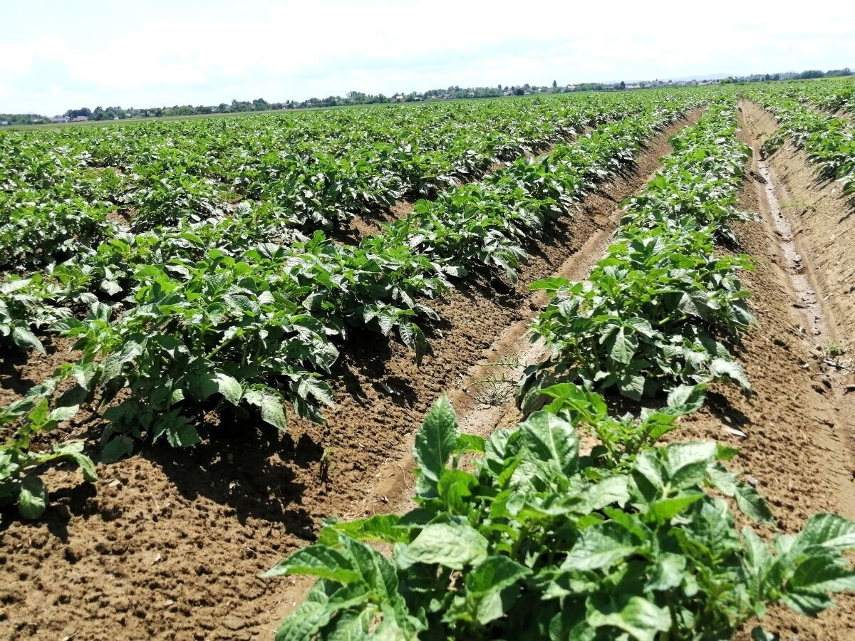 krumpir Šajnović Timac Agro