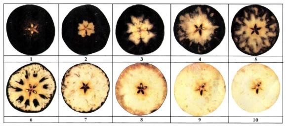 škrobni indeks - skala