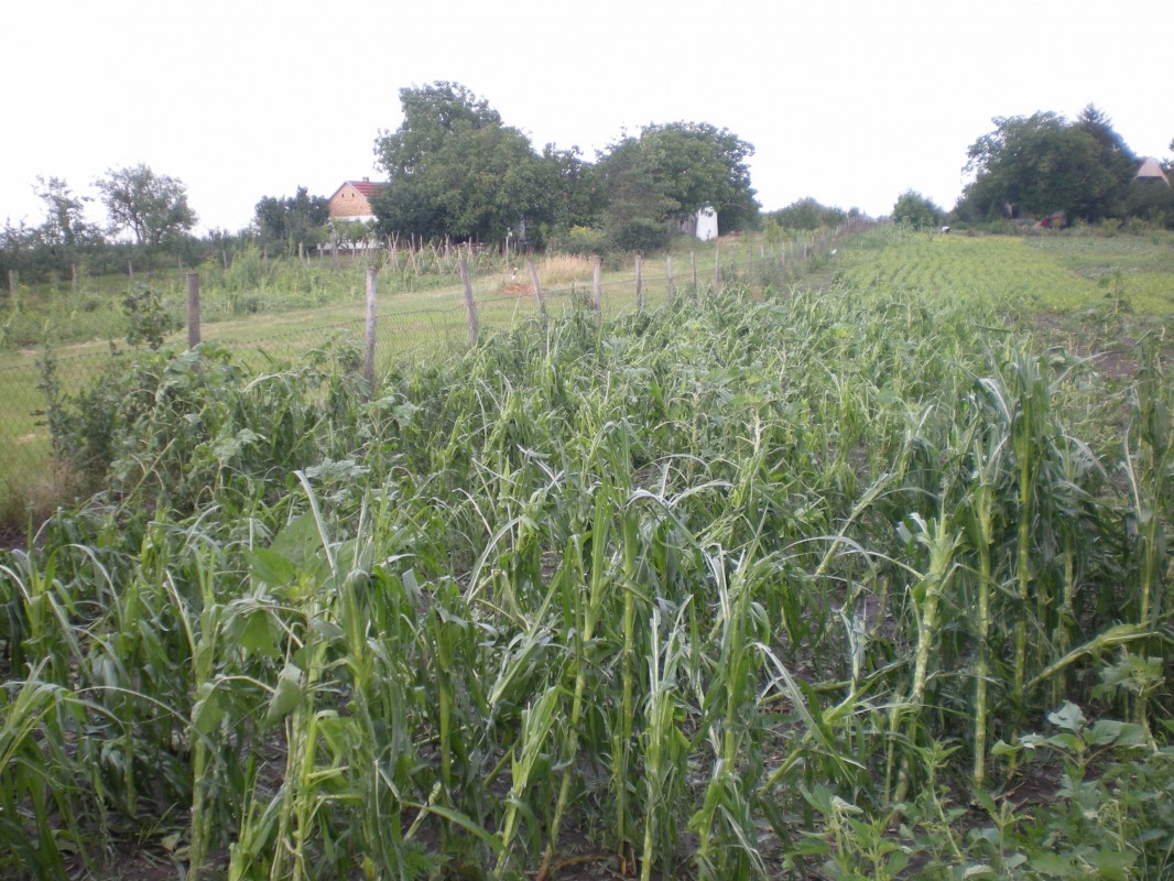 Velike štete u baštama