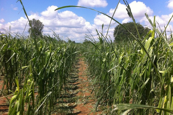 Kukuruz nakon tuče u okolici Račinovaca