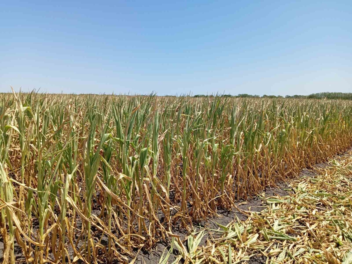 Suša na kukuruzu