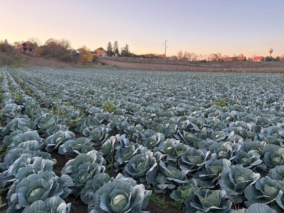Njiva kupusa