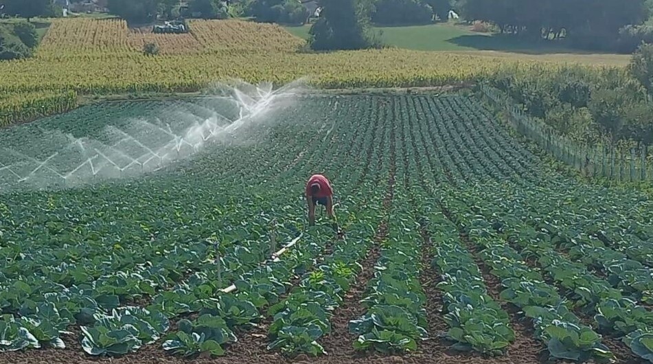 Navodnjavanje kupusa