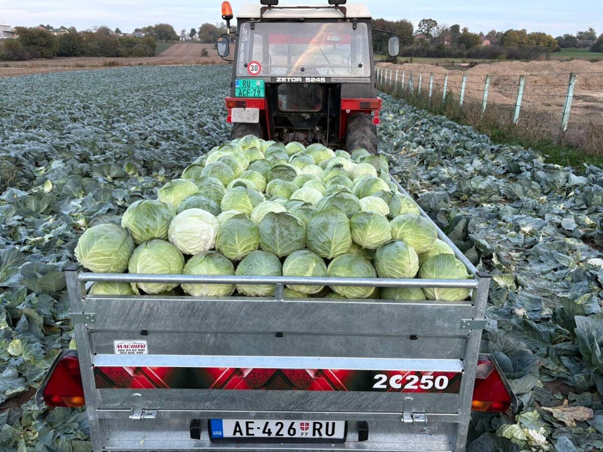 Prikolica sa kupusom