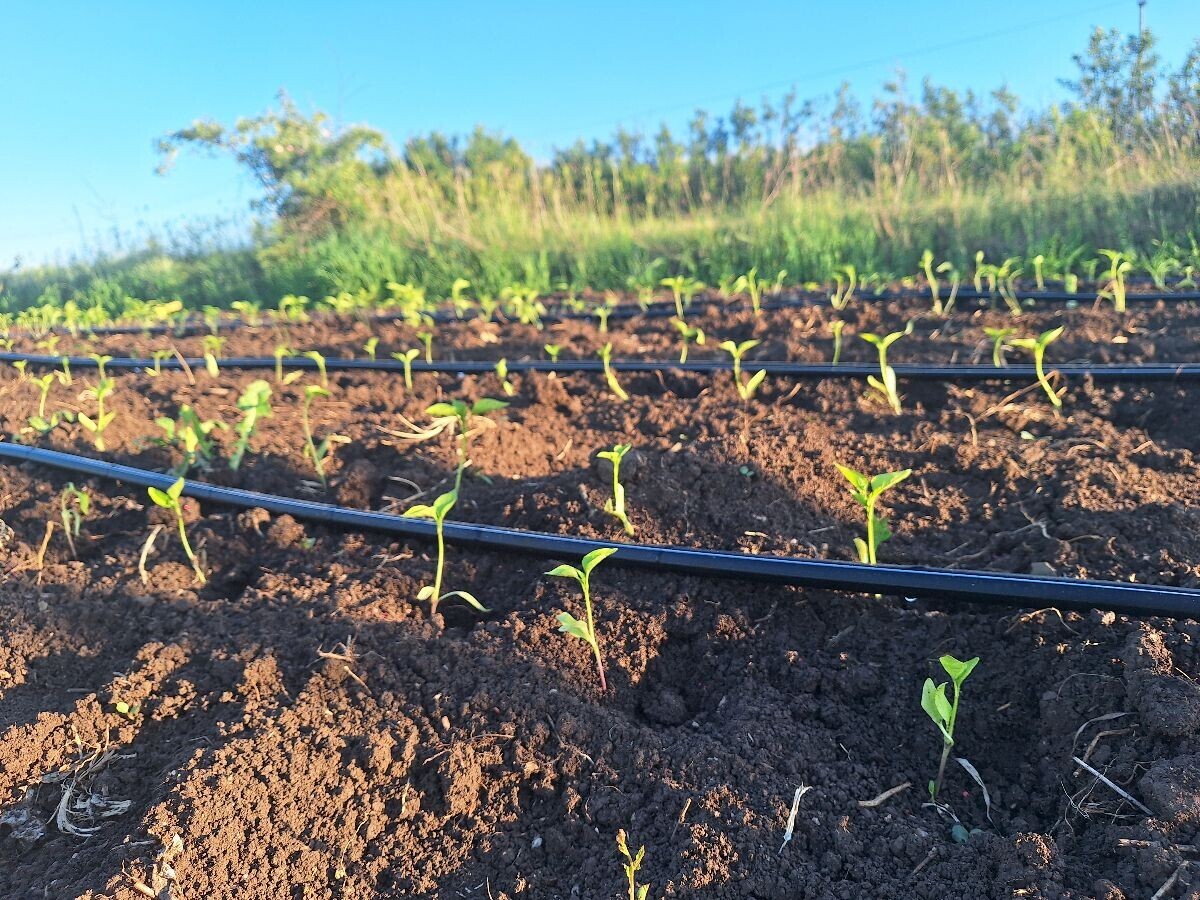 pikiran rasad na otvorenom