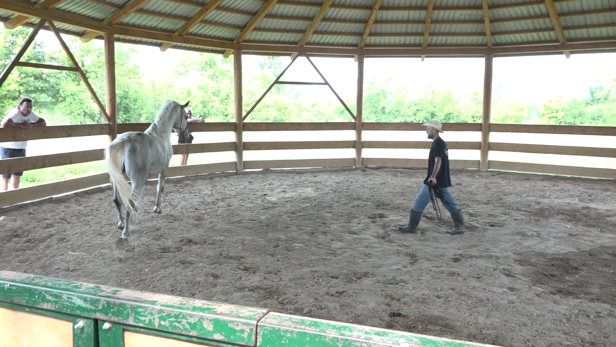 Ostao jedan lipicaner za novu licitaciju