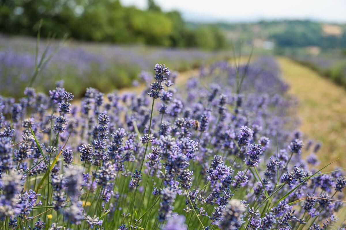 Polje lavande
