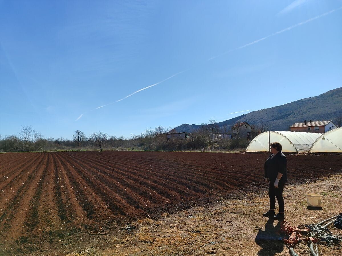njiva zasađena krompirom, pored plastenici i žena
