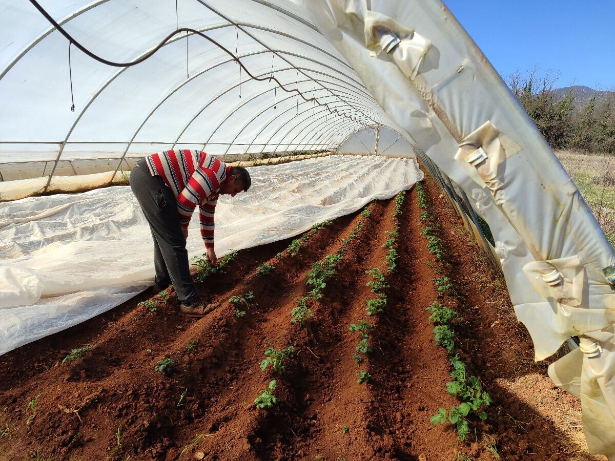 krimpir posađen u plasteniku, čovjek pored biljaka