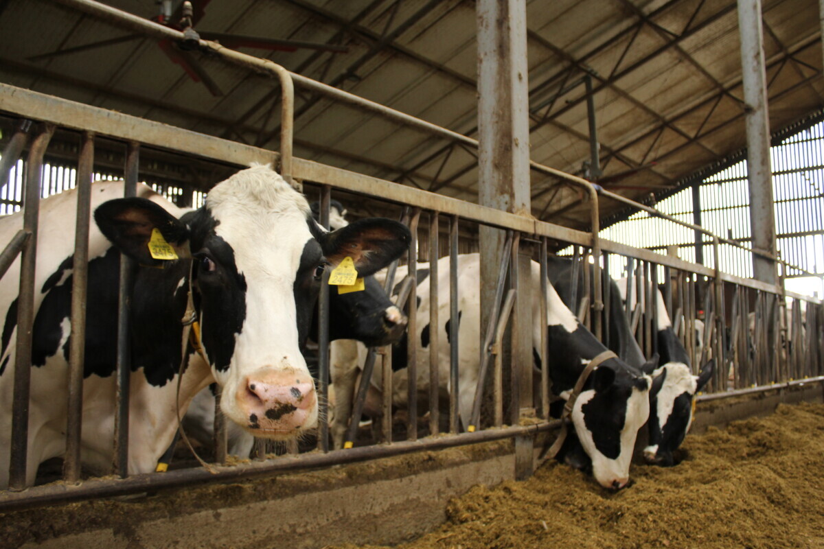Arator farma 