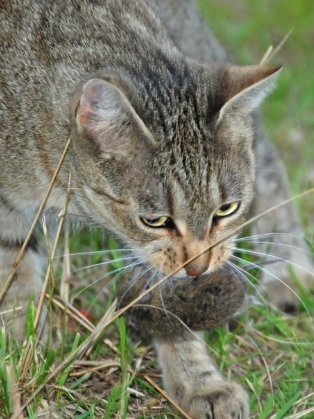 Mačka korisna za pčelinjak