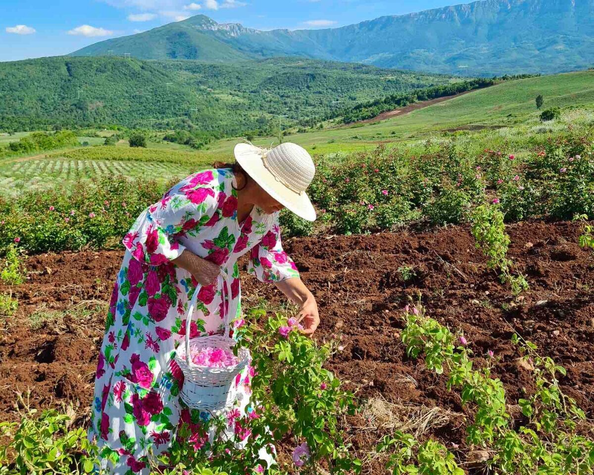 Branje lekovitog bilja