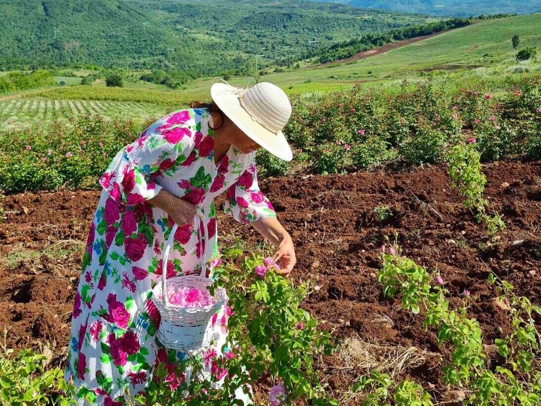 Branje lekovitog bilja