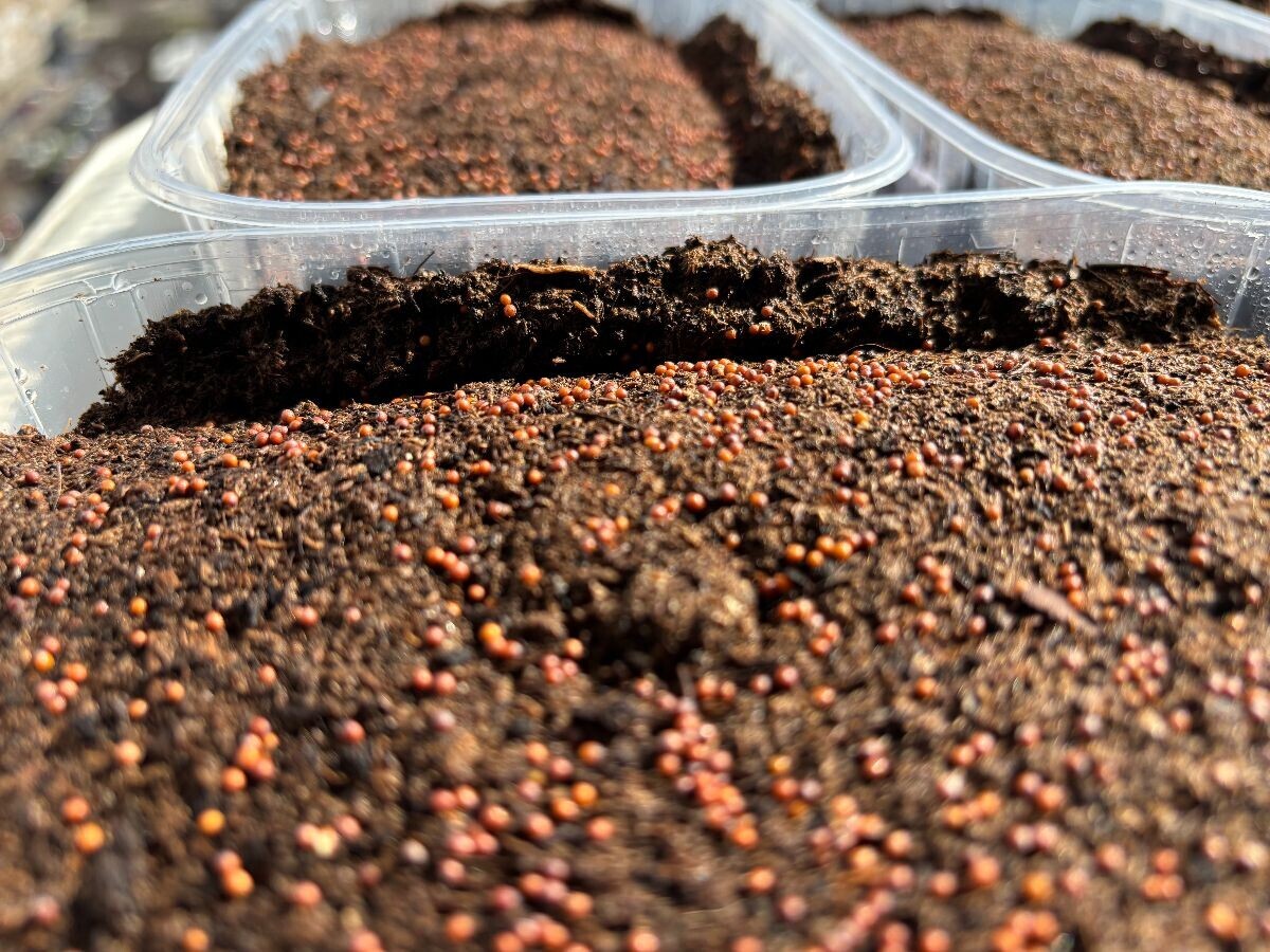 Kliconoša mikropovrće