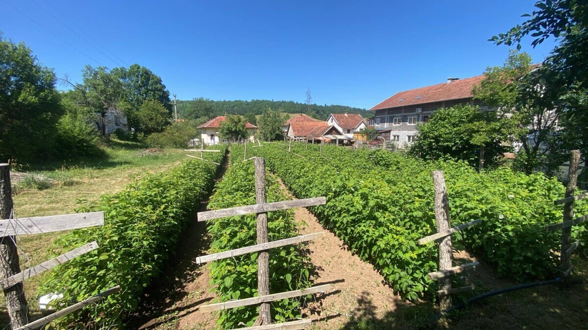 maline, zasad