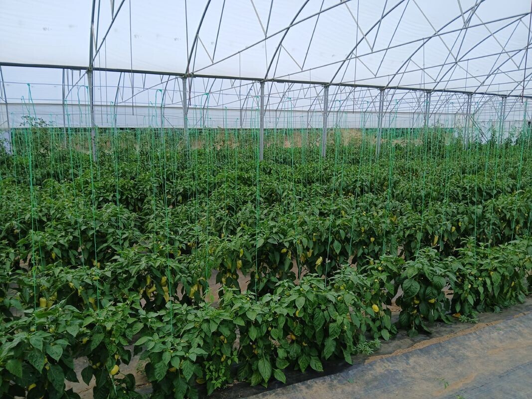 Paprika u plasteniku