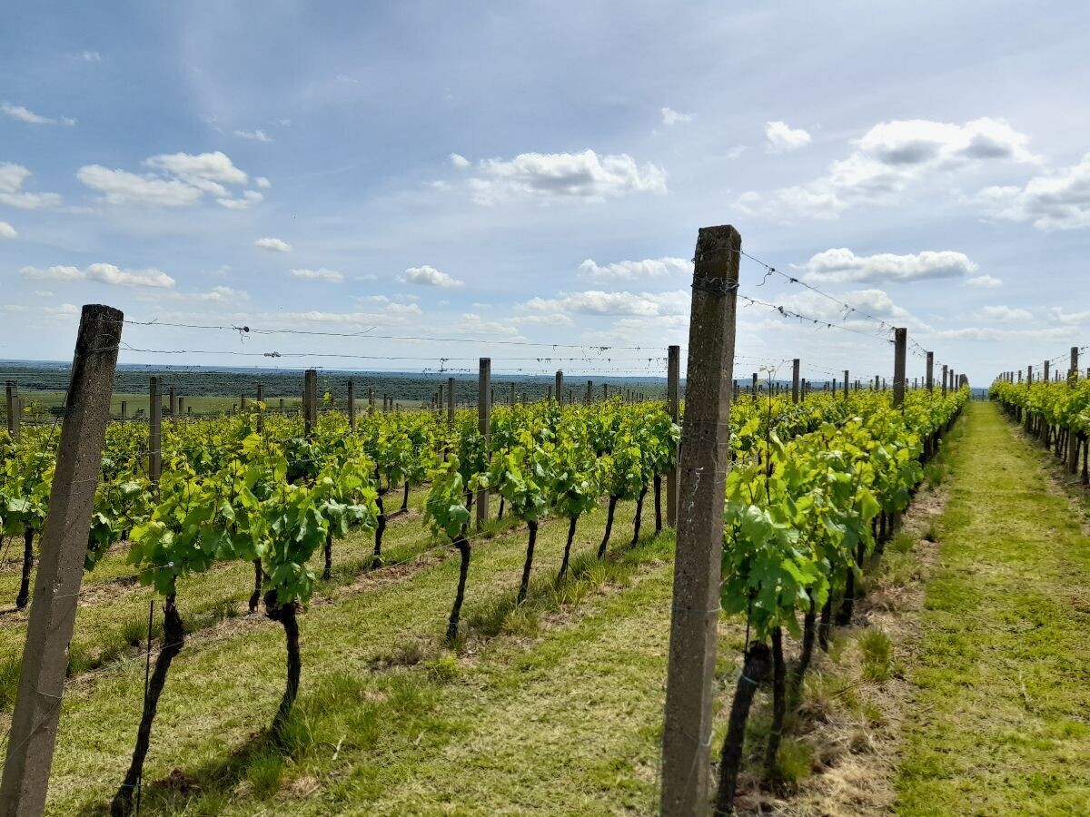 vinova loza, vinograd