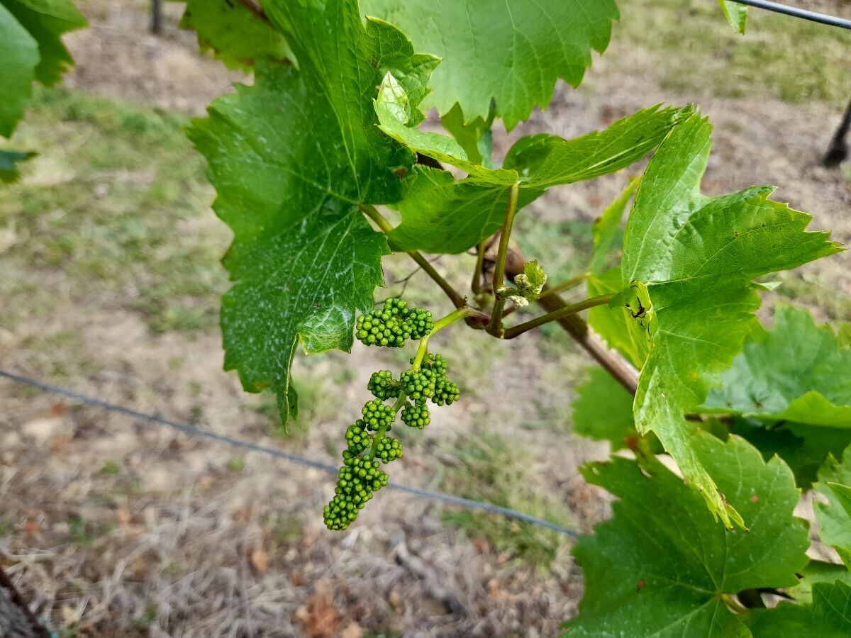 vinova loza, vinograd, grozd