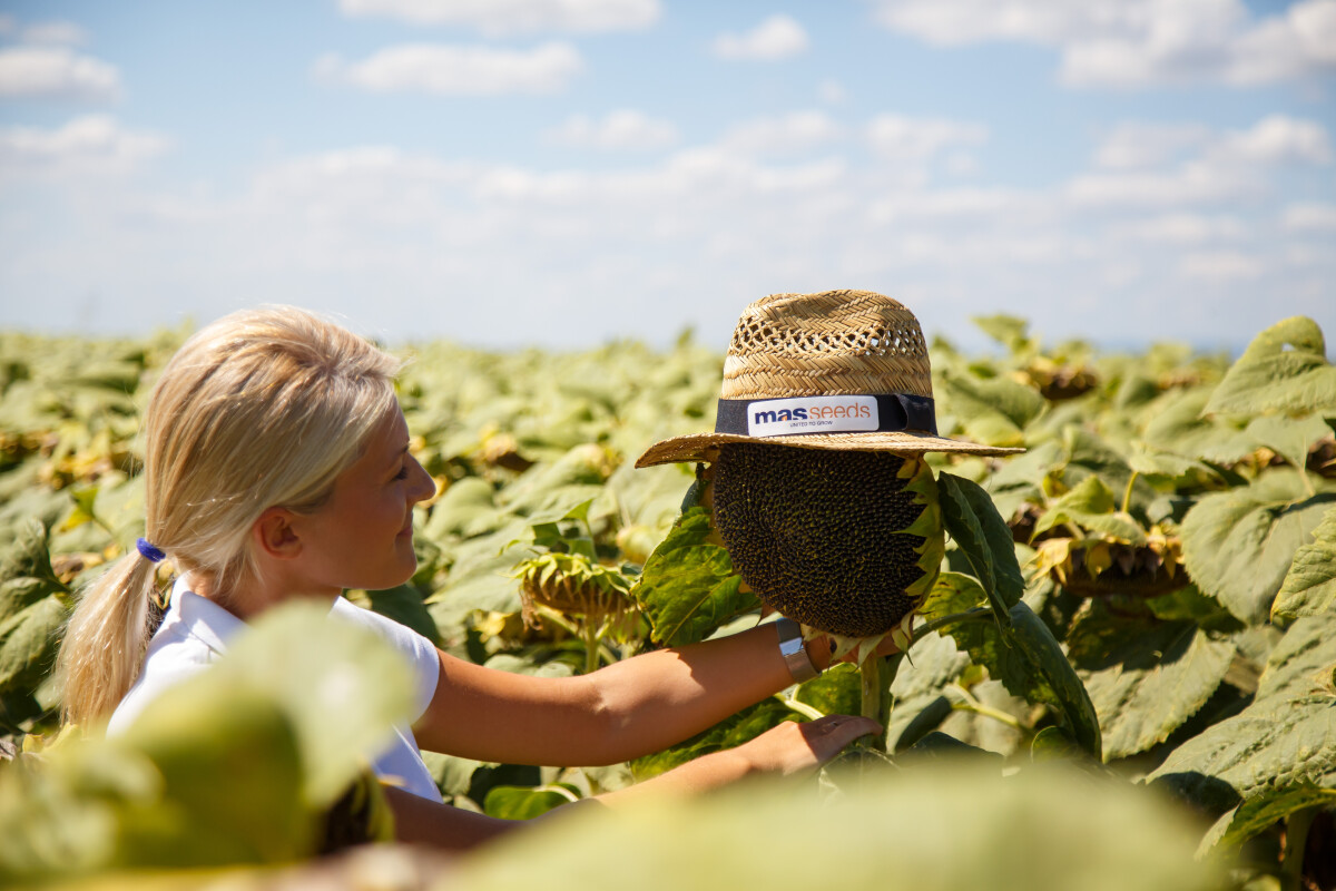 suncokret MAS Seeds
