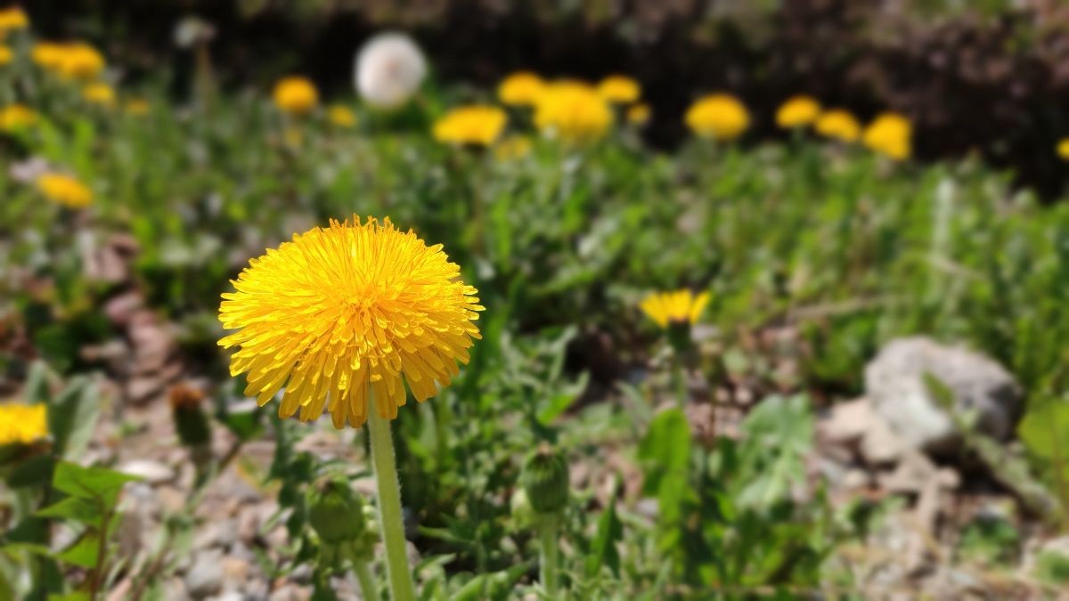 maslačak, cvijet, list