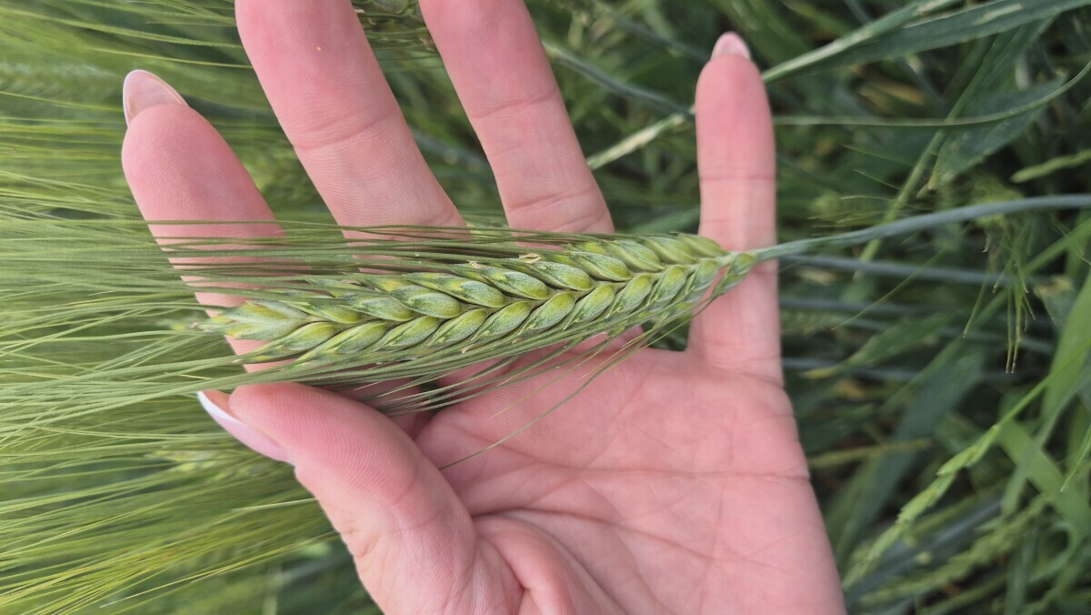 durum pšenica