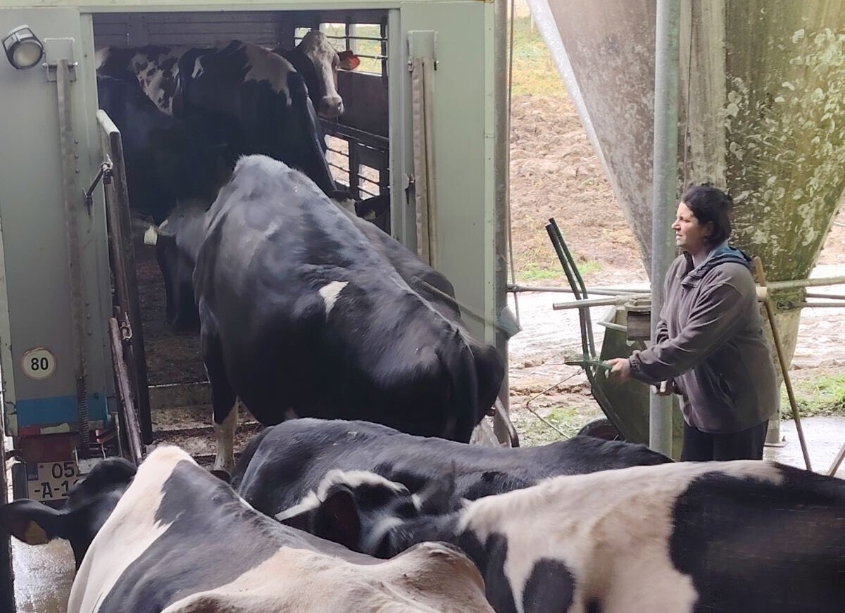 Otišla prva tura s farme