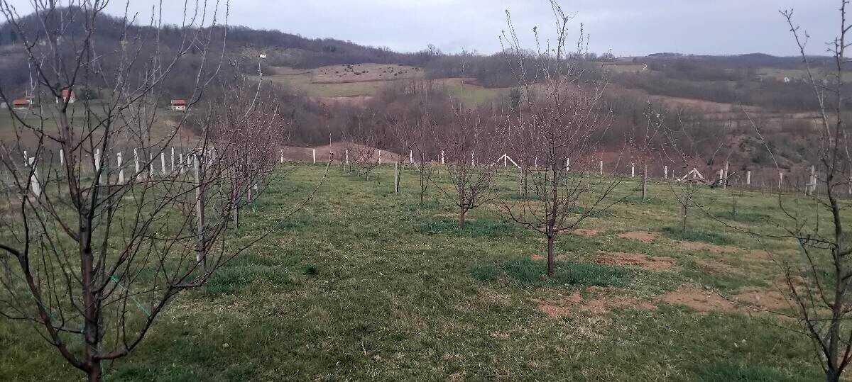 voćnjak u rano proljeće